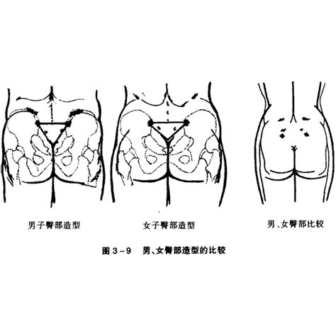 女性的屁股|臀部（人体部位）